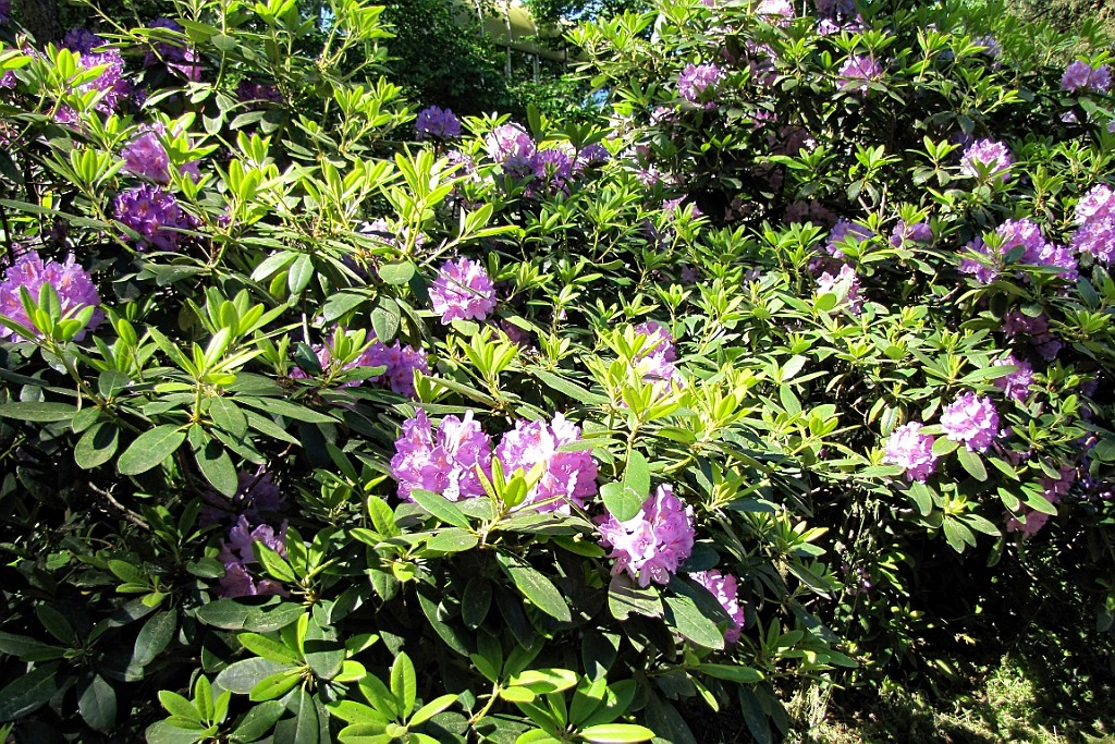 CP0517 (123).jpg